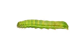 Attēlu rezultāti vaicājumam “Orthosia sp. larva”
