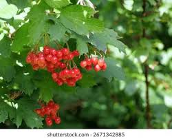 Attēlu rezultāti vaicājumam “Viburnum opulus fruit”
