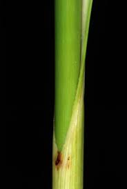 Attēlu rezultāti vaicājumam “Cladium mariscus leaf”