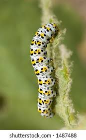 Attēlu rezultāti vaicājumam “Diloba caeruleocephala larva”