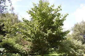 Attēlu rezultāti vaicājumam “Acer rufinerve flower”