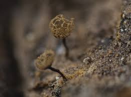 Attēlu rezultāti vaicājumam “Cribraria rufa stalked”