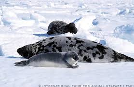 Image result for Cystophora cristata