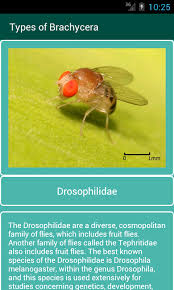 Attēlu rezultāti vaicājumam “Brachycera”