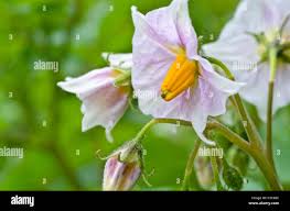 Attēlu rezultāti vaicājumam “Solanum tuberosum flower”