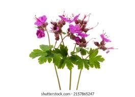 Attēlu rezultāti vaicājumam “Geraniaceae”