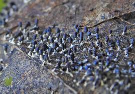 Attēlu rezultāti vaicājumam “Badhamiopsis macrospora macro”