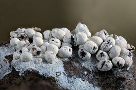 Attēlu rezultāti vaicājumam “Diderma cingulatum plasmodium”