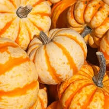 Image result for Kürbis