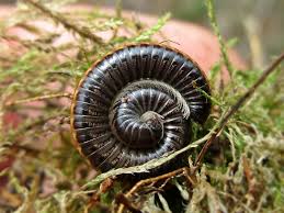 Attēlu rezultāti vaicājumam “Ommatoiulus sabulosus”