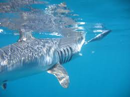 Image result for Isurus oxyrinchus