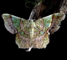 Attēlu rezultāti vaicājumam “Geometridae”