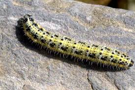 Attēlu rezultāti vaicājumam “Pieris brassicae larva”