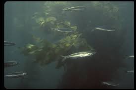 Image result for Clupea pallasii