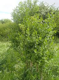 Attēlu rezultāti vaicājumam “Yponomeuta plumbella”