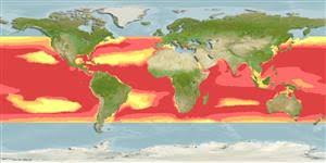 Image result for Makaira mazara