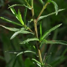 Attēlu rezultāti vaicājumam “Achillea ptarmica leaf”