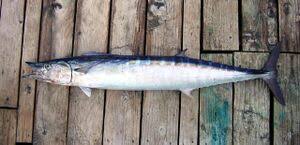 Image result for Acanthocybium solandri