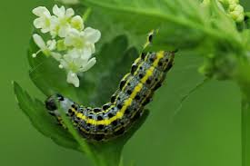 Attēlu rezultāti vaicājumam “Orthosia miniosa imago”