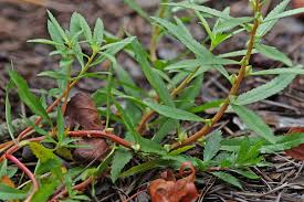 Attēlu rezultāti vaicājumam “Haloragaceae”