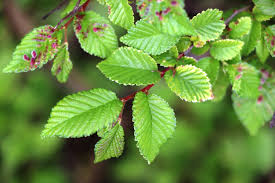 Attēlu rezultāti vaicājumam “Ulmus minor”