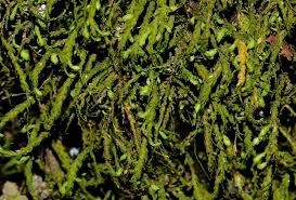 Attēlu rezultāti vaicājumam “Anomodon attenuatus”