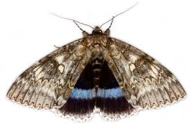 Attēlu rezultāti vaicājumam “Catocala fraxini”