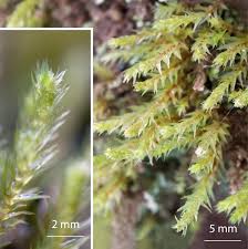 Attēlu rezultāti vaicājumam “Pohlia annotina”