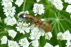 Attēlu rezultāti vaicājumam “Orsodacne cerasi”