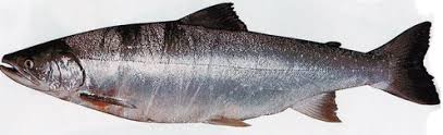 Image result for Salvelinus malma