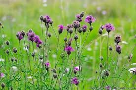Attēlu rezultāti vaicājumam “Centaurea scabiosa leaf”