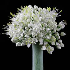 Attēlu rezultāti vaicājumam “Allium cepa”