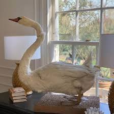 Attēlu rezultāti vaicājumam “Cygnus olor adult”