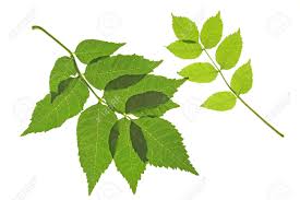 Attēlu rezultāti vaicājumam “Fraxinus excelsior leaf”