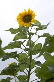 Attēlu rezultāti vaicājumam “Helianthus annuus”