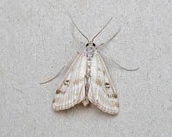 Attēlu rezultāti vaicājumam “Parapoynx stratiotata”