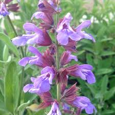 Image result for Salvia officinalis