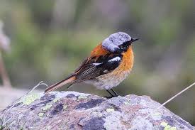 Attēlu rezultāti vaicājumam “Phoenicurus phoenicurus”