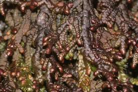 Attēlu rezultāti vaicājumam “Frullania tamarisci macro”