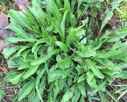 Attēlu rezultāti vaicājumam “Centaurea jacea leaf”
