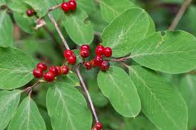Attēlu rezultāti vaicājumam “Lonicera xylosteum fruit”