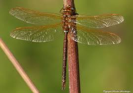 Attēlu rezultāti vaicājumam “Aeshna grandis”