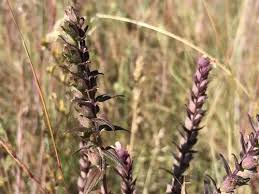 Attēlu rezultāti vaicājumam “Odontites vulgaris leaf”