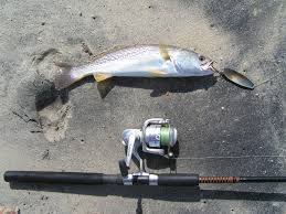 Image result for Cynoscion regalis