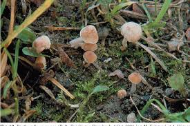 Attēlu rezultāti vaicājumam “Psathyrella pygmaea”