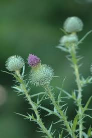 Attēlu rezultāti vaicājumam “Cirsium vulgare flower”