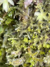 Attēlu rezultāti vaicājumam “Blepharostoma trichophyllum”