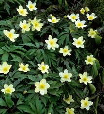 Attēlu rezultāti vaicājumam “Anemone x lipsiensis leaf”