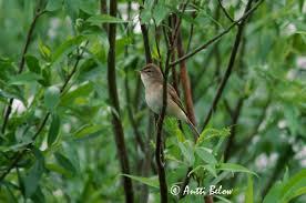 Image result for Hippolais caligata