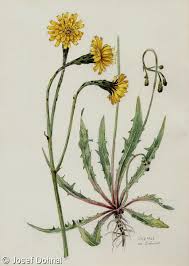 Attēlu rezultāti vaicājumam “Leontodon autumnalis”